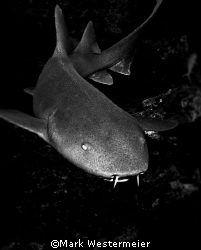 Nurse Shark - Image taken in Belize with a Nikon D100, 18... by Mark Westermeier 